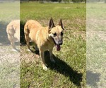 Small #10 German Shepherd Dog