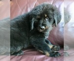 Small Photo #2 Tibetan Mastiff Puppy For Sale in LANCASTER, SC, USA