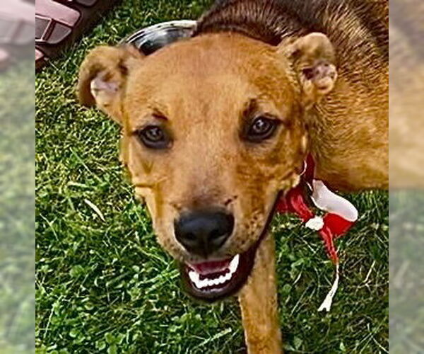 Medium Photo #3 Mutt Puppy For Sale in Canton, CT, USA