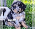 Small Photo #11 Bernedoodle-Golden Mountain Dog Mix Puppy For Sale in DAVIS, CA, USA