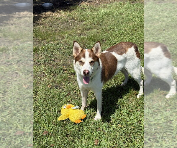 Medium Photo #3 Siberian Husky-Unknown Mix Puppy For Sale in San Leon, TX, USA