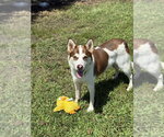 Small #2 Siberian Husky Mix