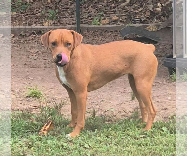 Medium Photo #1 Mutt Puppy For Sale in Harrison, AR, USA