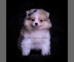 Small #2 Pomeranian