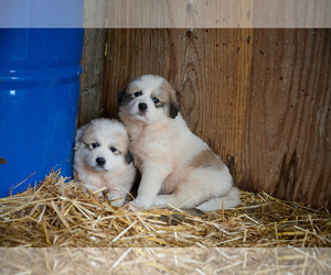 Great Pyrenees Puppy for Sale in AMES, Iowa USA