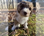 Small Photo #11 F2 Aussiedoodle Puppy For Sale in CHAPEL HILL, NC, USA