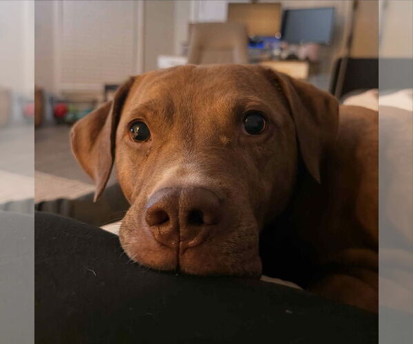 Medium Photo #8 Labrador Retriever-Unknown Mix Puppy For Sale in Ball Ground, GA, USA