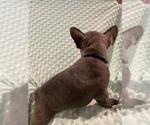 Small Photo #10 French Bulldog Puppy For Sale in HOPKINSVILLE, KY, USA