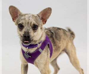 Jack Chi Dogs for adoption in Princeton, MN, USA