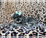 Small #4 Schnauzer (Miniature)