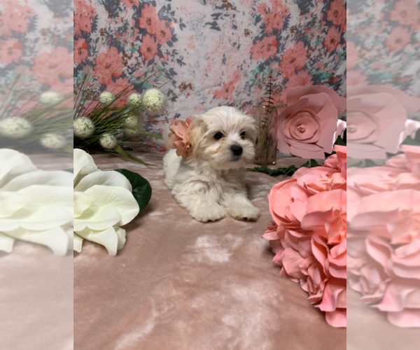 Medium Photo #3 Maltese Puppy For Sale in RALEIGH, NC, USA