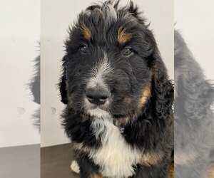 Bernedoodle Puppy for sale in GAP, PA, USA