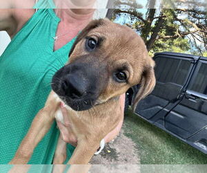 Mutt Dogs for adoption in FRAMINGHAM, MA, USA