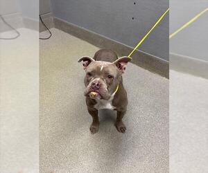 Mutt Dogs for adoption in Las Vegas, NV, USA