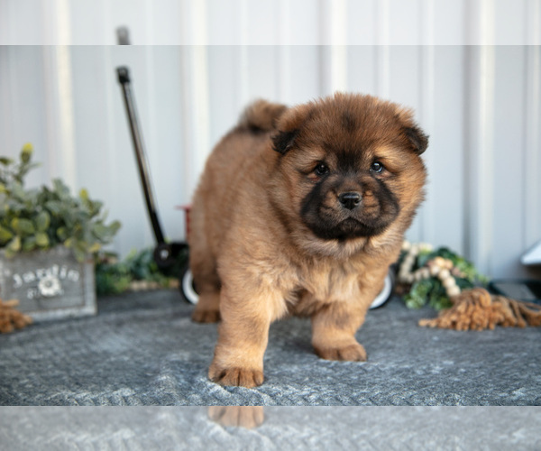 Medium Photo #18 Chow Chow Puppy For Sale in WOLCOTTVILLE, IN, USA