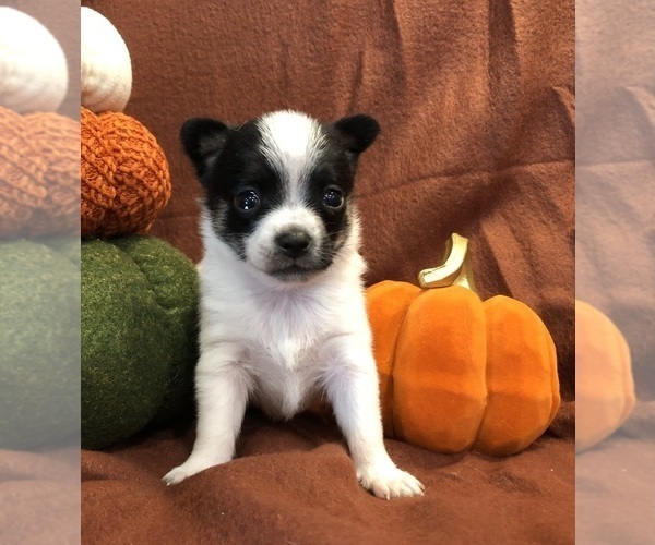 Medium Photo #9 Chihuahua Puppy For Sale in SHERMAN, TX, USA