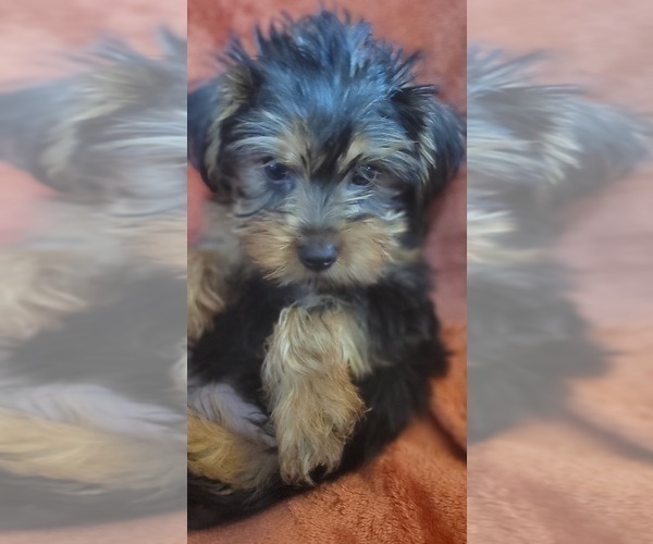 Medium Photo #9 Yorkshire Terrier Puppy For Sale in AKRON, OH, USA