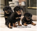 Small Photo #13 Rottweiler Puppy For Sale in FONTANA, CA, USA