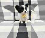 Puppy Tux Paperanian