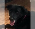 Small Labrador Retriever Mix