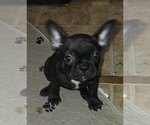 Puppy 5 French Bulldog