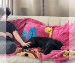 Small #5 Labrador Retriever Mix