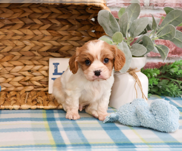 Medium Photo #5 Cavalier King Charles Spaniel Puppy For Sale in SYRACUSE, IN, USA