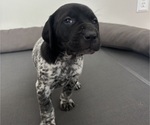 Puppy Angel German Shorthaired Pointer