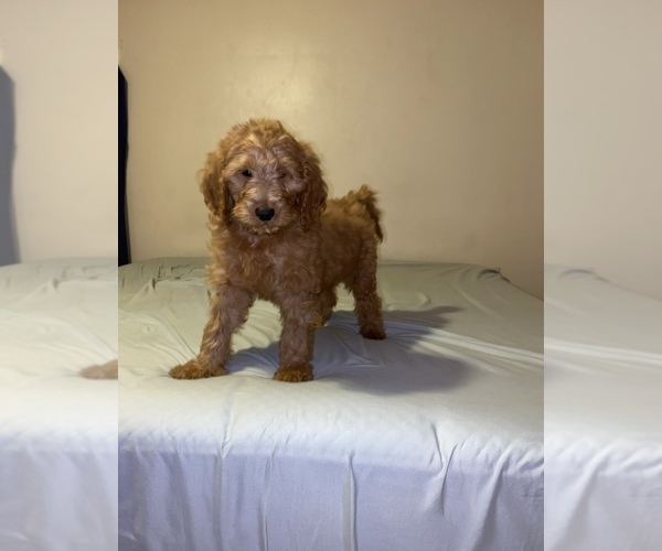 Medium Photo #20 Goldendoodle-Poodle (Standard) Mix Puppy For Sale in DETROIT, MI, USA