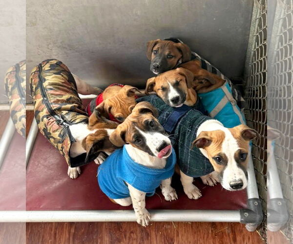 Medium Photo #3 Mutt Puppy For Sale in Unionville, PA, USA