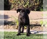 Small #4 Labrador Retriever Mix
