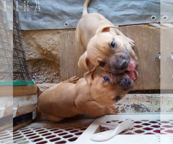 Medium Photo #6 Bulldog-Unknown Mix Puppy For Sale in Apple Valley, CA, USA