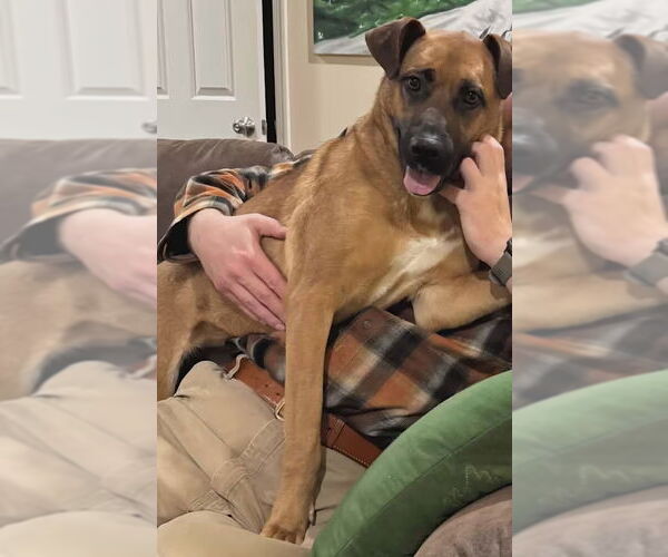 Medium Photo #4  Puppy For Sale in , 