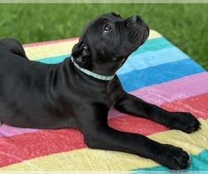 Cane Corso Puppy for Sale in ANDERSON, Indiana USA