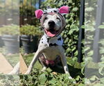 Small #12 American Pit Bull Terrier Mix