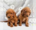 Small #1 Goldendoodle (Miniature)