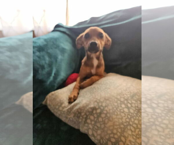 Medium Photo #2 Chipin Puppy For Sale in Wakefield, RI, USA