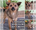 Small Photo #1 Chihuahua-Shiba Inu Mix Puppy For Sale in Seattle, WA, USA