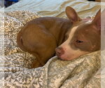 Small #4 American Pit Bull Terrier Mix