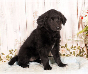 Golden Retriever-Unknown Mix Puppy for sale in PENNS CREEK, PA, USA