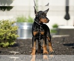 Small Photo #36 Doberman Pinscher Puppy For Sale in WARSAW, IN, USA