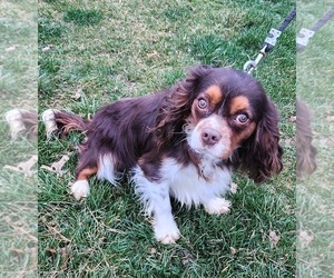 Father of the Cavalier King Charles Spaniel puppies born on 03/17/2024
