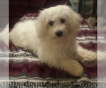 Small Photo #3 Coton de Tulear Puppy For Sale in HORSE BRANCH, KY, USA