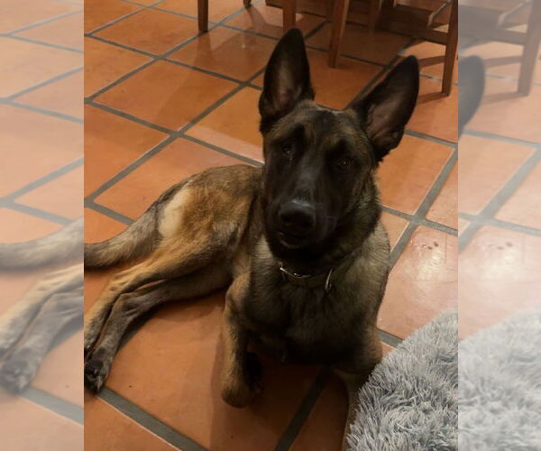 Medium Photo #2 Mutt Puppy For Sale in Dana Point, CA, USA