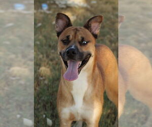 Boxer-Siberian Husky Mix Dogs for adoption in El Centro, CA, USA