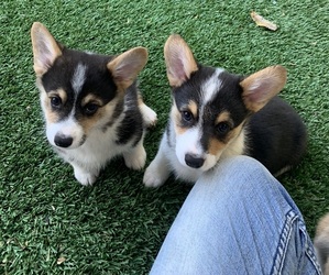 Pembroke Welsh Corgi Puppy for sale in BURLESON, TX, USA