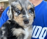 Puppy Daisy Aussiedoodle