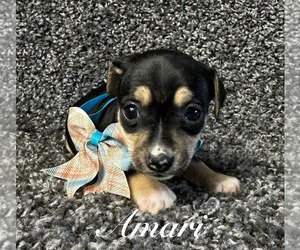 Mutt Dogs for adoption in Grafton, WI, USA
