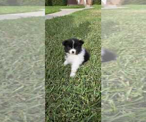 Pomeranian Puppy for sale in PEMBROKE PNES, FL, USA