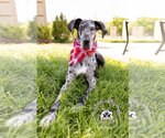 Small Photo #1 Great Dane Puppy For Sale in Huntersville, NC, USA